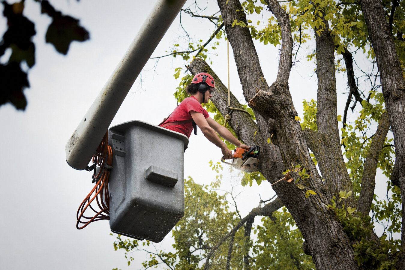 Commercial tree service in Los Altos Hills, CA